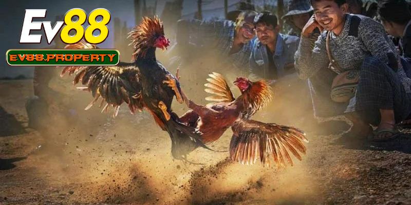 Các cửa cược đá gà cựa sắt