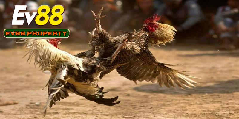 Tìm hiểu luật chơi cơ bản của đá gà cựa sắt