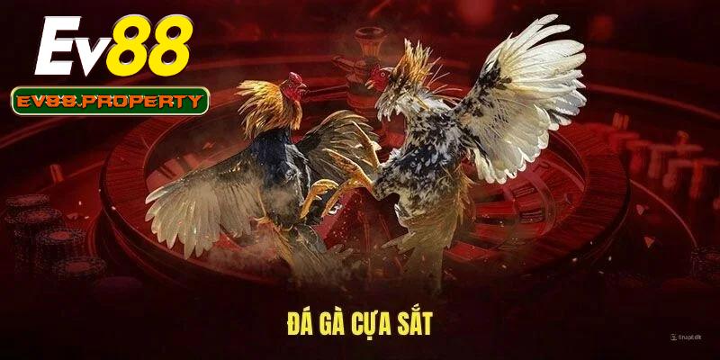 Đá Gà Cựa Sắt – Môn Chơi Không Dành Cho Người Yếu Tim