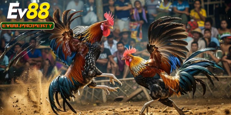 Đá gà EV88 là lựa chọn không thể bỏ qua khi truy cập hệ thống