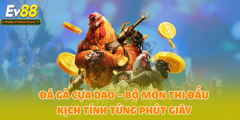 Đá Gà Cựa Dao - Bộ Môn Thi Đấu Kịch Tính Từng Phút Giây