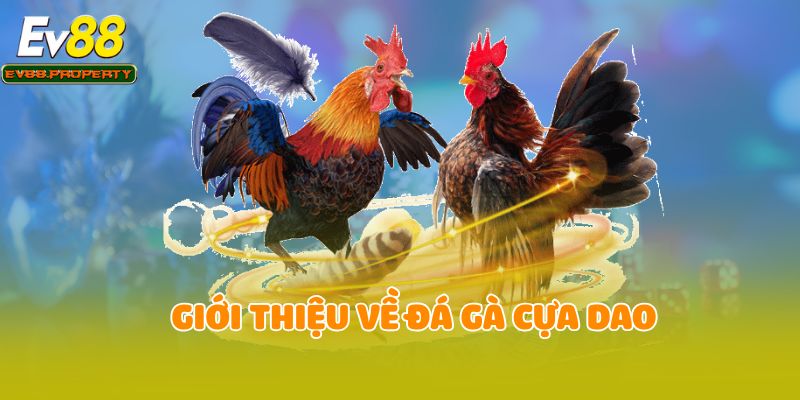 Giới thiệu về đá gà cựa dao
